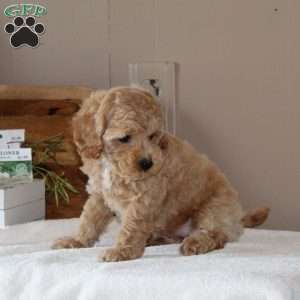 Aspen, Bich-Poo Puppy